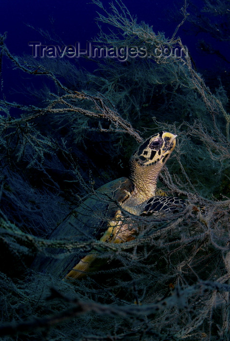 mal-u228: Perhentian Islands, Terengganu, Malaysia: Ian's Ball- Hawksbill Turtle in the corals - Eretmochelys imbricata - photo by S.Egeberg - (c) Travel-Images.com - Stock Photography agency - Image Bank