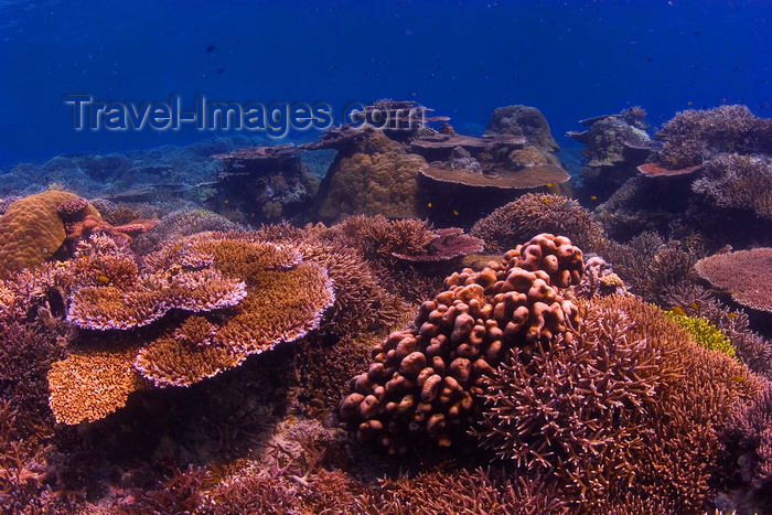 mal-u229: Sipadan Island, Sabah, Borneo, Malaysia: Big Coral garden on South Point - reef in the Celebes Sea - photo by S.Egeberg - (c) Travel-Images.com - Stock Photography agency - Image Bank