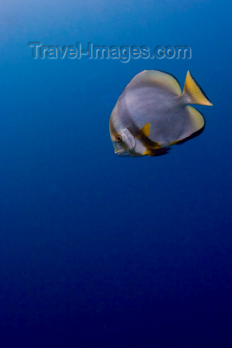 mal-u230: Sipadan Island, Sabah, Borneo, Malaysia: Circular Batfish in the bue - Platax Orbicularis - photo by S.Egeberg - (c) Travel-Images.com - Stock Photography agency - Image Bank