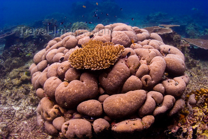 mal-u233: Sipadan Island, Sabah, Borneo, Malaysia: Coral garden on South Point - photo by S.Egeberg - (c) Travel-Images.com - Stock Photography agency - Image Bank