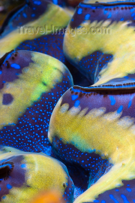 mal-u237: Sipadan Island, Sabah, Borneo, Malaysia: detail of Giant Clam on Turtle Patch - photo by S.Egeberg - (c) Travel-Images.com - Stock Photography agency - Image Bank