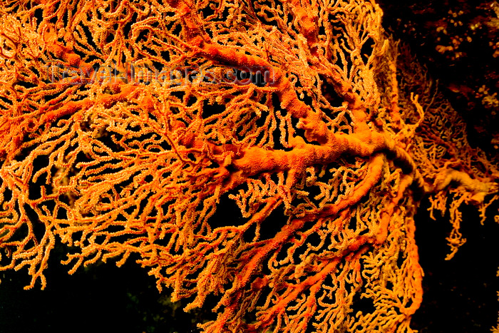 mal-u238: Sipadan Island, Sabah, Borneo, Malaysia: Gorgonian Seafan on the Drop Off - photo by S.Egeberg - (c) Travel-Images.com - Stock Photography agency - Image Bank