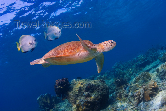 mal-u239: Sipadan Island, Sabah, Borneo, Malaysia: Green Seaturtle followed by fish - Chlonia Mydas - photo by S.Egeberg - (c) Travel-Images.com - Stock Photography agency - Image Bank