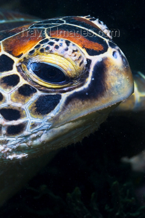 mal-u240: Sipadan Island, Sabah, Borneo, Malaysia: Green Seaturtle posing - head detail - Chlonia Mydas - photo by S.Egeberg - (c) Travel-Images.com - Stock Photography agency - Image Bank