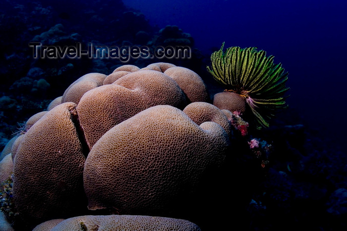 mal-u241: Sipadan Island, Sabah, Borneo, Malaysia: Hard Coral and Featherstar on South Point - photo by S.Egeberg - (c) Travel-Images.com - Stock Photography agency - Image Bank