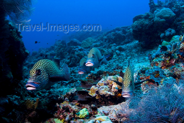 mal-u242: Sipadan Island, Sabah, Borneo, Malaysia: Harlequin Sweetlips in the reef - Plectorhinchus chaetodonoides - photo by S.Egeberg - (c) Travel-Images.com - Stock Photography agency - Image Bank