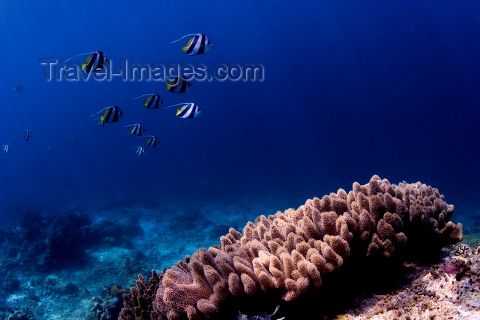 mal-u243: Sipadan Island, Sabah, Borneo, Malaysia: group of Longfin Bannerfish over a coral - Heniochus Acuminat - photo by S.Egeberg - (c) Travel-Images.com - Stock Photography agency - Image Bank