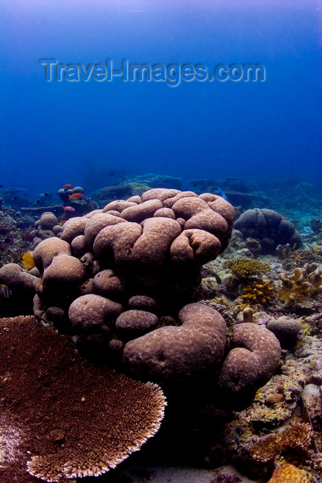 mal-u244: Sipadan Island, Sabah, Borneo, Malaysia: Mixed hard coral on South Point - photo by S.Egeberg - (c) Travel-Images.com - Stock Photography agency - Image Bank