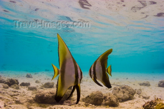 mal-u245: Sipadan Island, Sabah, Borneo, Malaysia: pair of Golden Batfish on the shallow water - juveniles - Platax Boersi - Boers batfish - photo by S.Egeberg - (c) Travel-Images.com - Stock Photography agency - Image Bank