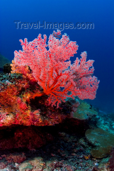 mal-u247: Sipadan Island, Sabah, Borneo, Malaysia: red soft coral on South Point - photo by S.Egeberg - (c) Travel-Images.com - Stock Photography agency - Image Bank