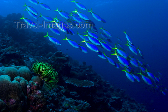 mal-u248: Sipadan Island, Sabah, Borneo, Malaysia: school of Blue and Yellow Fusiliers and fetherstar -  Caesio xanthonota - Celebes Sea - East Borneo - photo by S.Egeberg - (c) Travel-Images.com - Stock Photography agency - Image Bank