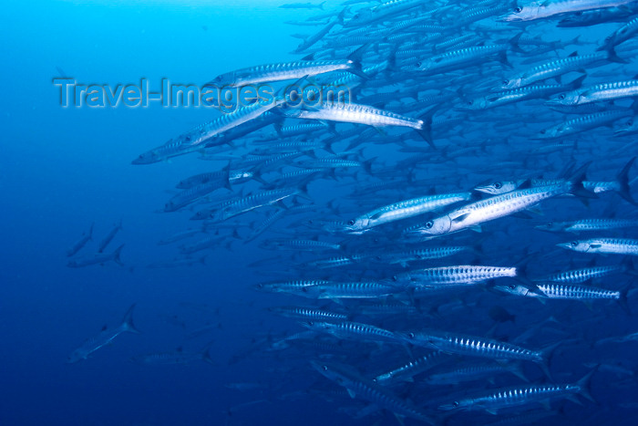 mal-u249: Sipadan Island, Sabah, Borneo, Malaysia: school of Chevron Barracuda - Sphyraena qenie - photo by S.Egeberg - (c) Travel-Images.com - Stock Photography agency - Image Bank