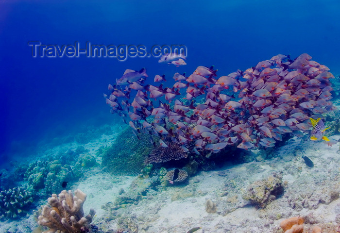 mal-u251: Sipadan Island, Sabah, Borneo, Malaysia: school of Humpback Snapper - Lutjanus gibbus - photo by S.Egeberg - (c) Travel-Images.com - Stock Photography agency - Image Bank