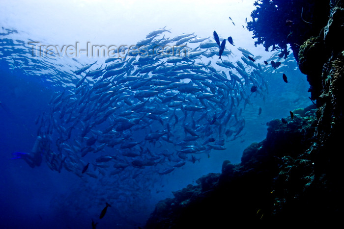 mal-u252: Sipadan Island, Sabah, Borneo, Malaysia: school of Jacks forms a fish ball - Caranx Sexfasciatus - photo by S.Egeberg - (c) Travel-Images.com - Stock Photography agency - Image Bank