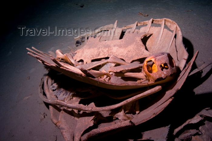 mal-u254: Sipadan Island, Sabah, Borneo, Malaysia: skeleton of big Green Seaturtle in the sea bottom - Chlonia Mydas - photo by S.Egeberg - (c) Travel-Images.com - Stock Photography agency - Image Bank