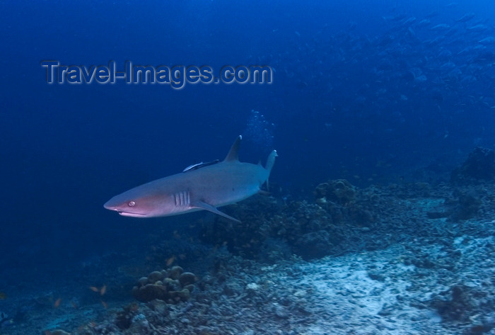 mal-u255: Sipadan Island, Sabah, Borneo, Malaysia: Whitetip Reefshark hunting -  Triaenodon Obesus - photo by S.Egeberg - (c) Travel-Images.com - Stock Photography agency - Image Bank