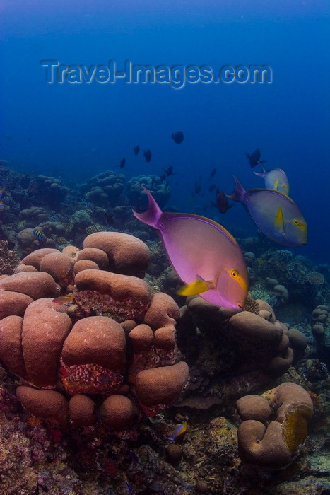mal-u256: Sipadan Island, Sabah, Borneo, Malaysia: Yellowfin Surgeonfish over coral - Acanthurus xanthopterus - photo by S.Egeberg - (c) Travel-Images.com - Stock Photography agency - Image Bank