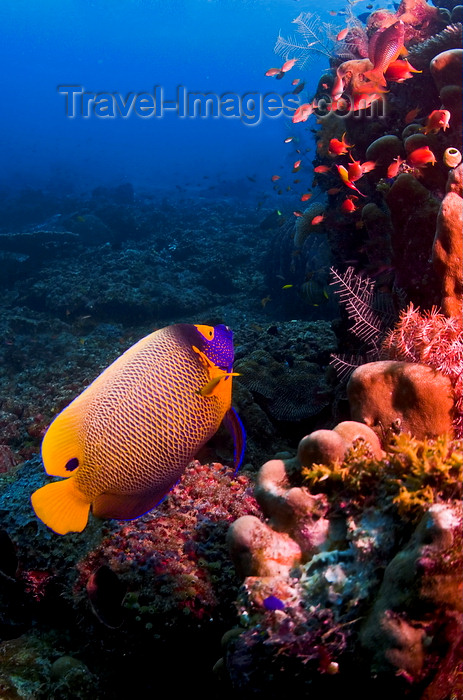 mal-u257: Sipadan Island, Sabah, Borneo, Malaysia: Yellowmask Angelfish inspects the reef - Pomacanthus xanthometopon - photo by S.Egeberg - (c) Travel-Images.com - Stock Photography agency - Image Bank