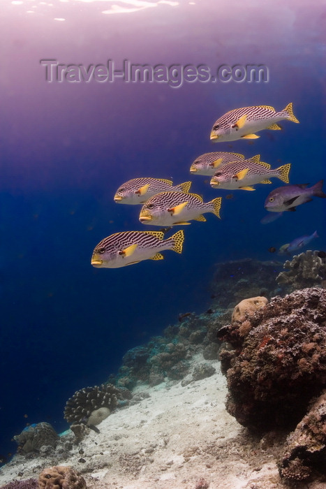 mal-u258: Sipadan Island, Sabah, Borneo, Malaysia: Diagonal-Banded Sweetlips - Plectorhinchus lineatus - photo by S.Egeberg - (c) Travel-Images.com - Stock Photography agency - Image Bank