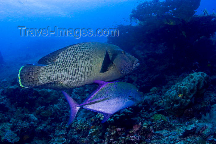 mal-u259: Sipadan Island, Sabah, Borneo, Malaysia: Napoleon Wrasse - Cheilinus Undulatus - photo by S.Egeberg - (c) Travel-Images.com - Stock Photography agency - Image Bank