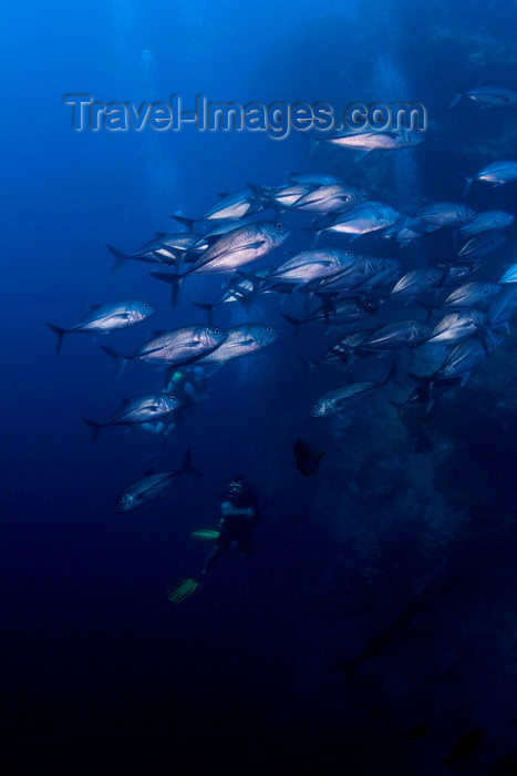 mal-u260: Sipadan Island, Sabah, Borneo, Malaysia: school of Big-Eye Trevally - Caranx sexfasciatus - photo by S.Egeberg - (c) Travel-Images.com - Stock Photography agency - Image Bank