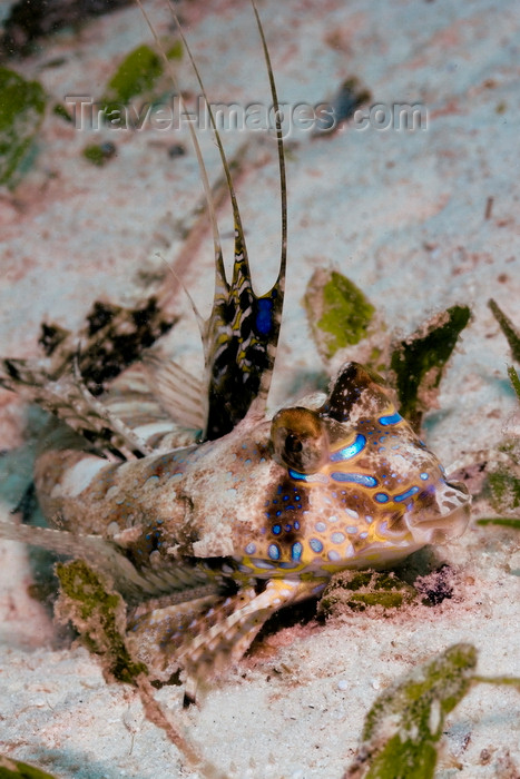 mal-u261: Mabul Island, Sabah, Borneo, Malaysia: a Fingered Dragonet on the sand - Dactylopus Dactylopus - photo by S.Egeberg - (c) Travel-Images.com - Stock Photography agency - Image Bank