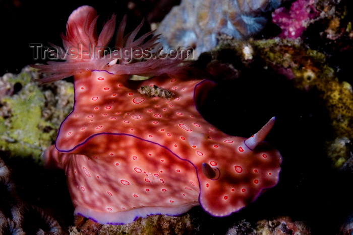 mal-u262: Mabul Island, Sabah, Borneo, Malaysia: Big red Nudibranch Chromodoris sp on the move - photo by S.Egeberg - (c) Travel-Images.com - Stock Photography agency - Image Bank