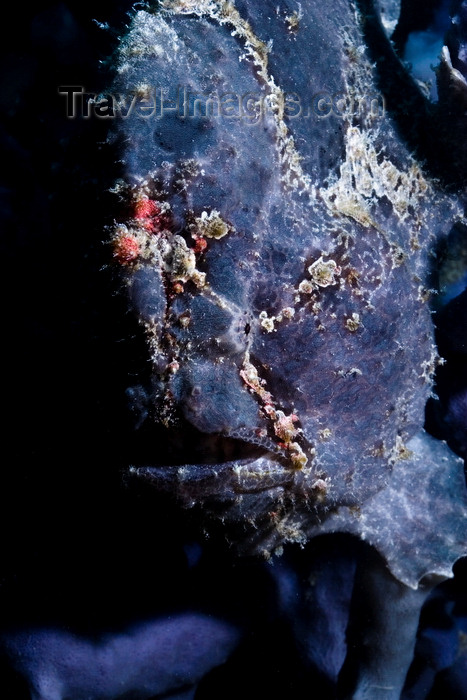 mal-u263: Mabul Island, Sabah, Borneo, Malaysia: Blue Giant Frogfish - Antennarius Commersoni - photo by S.Egeberg - (c) Travel-Images.com - Stock Photography agency - Image Bank