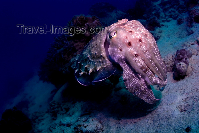 mal-u264: Mabul Island, Sabah, Borneo, Malaysia: cuttlefish on the reef - Sepia officinalis - photo by S.Egeberg - (c) Travel-Images.com - Stock Photography agency - Image Bank