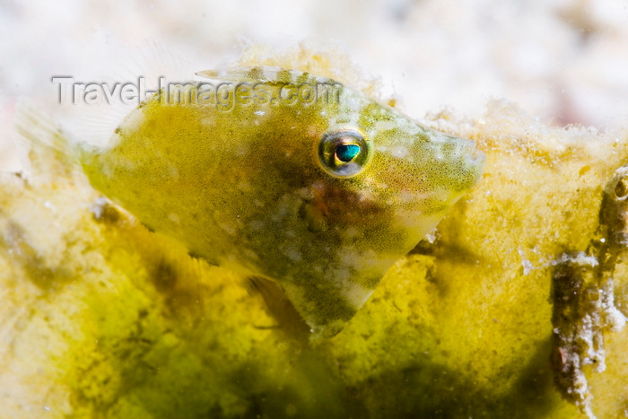 mal-u265: Mabul Island, Sabah, Borneo, Malaysia: Diamond Filefish - Rudarius Excelsus - photo by S.Egeberg - (c) Travel-Images.com - Stock Photography agency - Image Bank