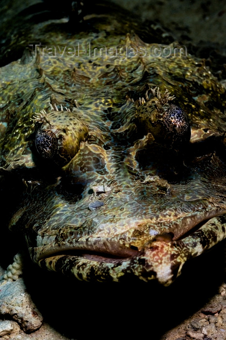 mal-u266: Mabul Island, Sabah, Borneo, Malaysia: face of Crocodile Flathead - Cymbacephalus beauforti - photo by S.Egeberg - (c) Travel-Images.com - Stock Photography agency - Image Bank