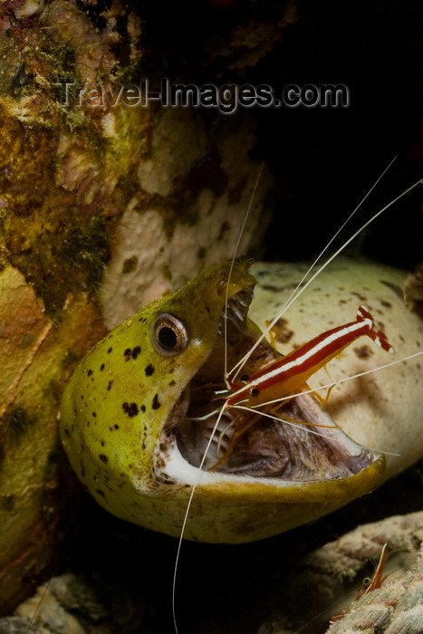 mal-u268: Mabul Island, Sabah, Borneo, Malaysia: Fimbriated Moray and partner shrimp - Gymnothorax Fimbriatus - photo by S.Egeberg - (c) Travel-Images.com - Stock Photography agency - Image Bank