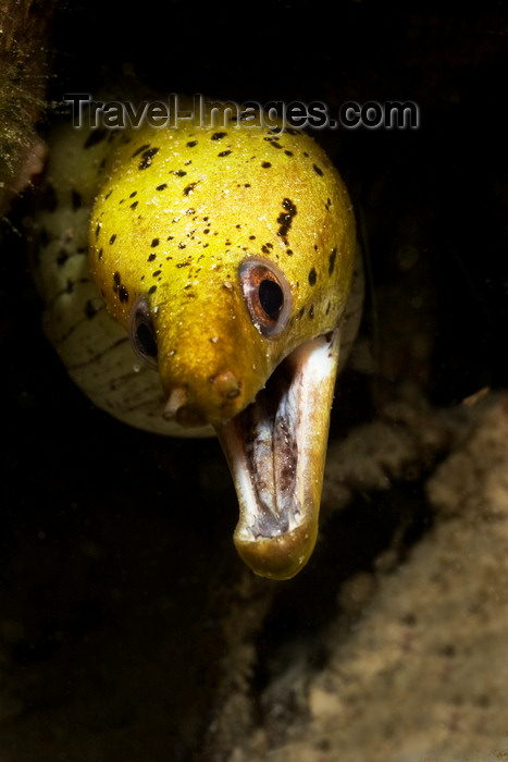 mal-u269: Mabul Island, Sabah, Borneo, Malaysia: menacing Fimbriated Moray - Gymnothorax Fimbriatus - photo by S.Egeberg - (c) Travel-Images.com - Stock Photography agency - Image Bank