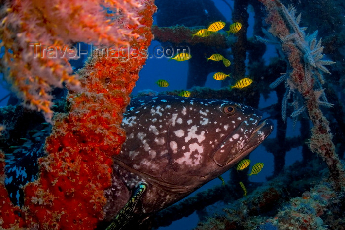 mal-u271: Mabul Island, Sabah, Borneo, Malaysia: Giant Grouper - Epinephelus Lanceolatus - photo by S.Egeberg - (c) Travel-Images.com - Stock Photography agency - Image Bank