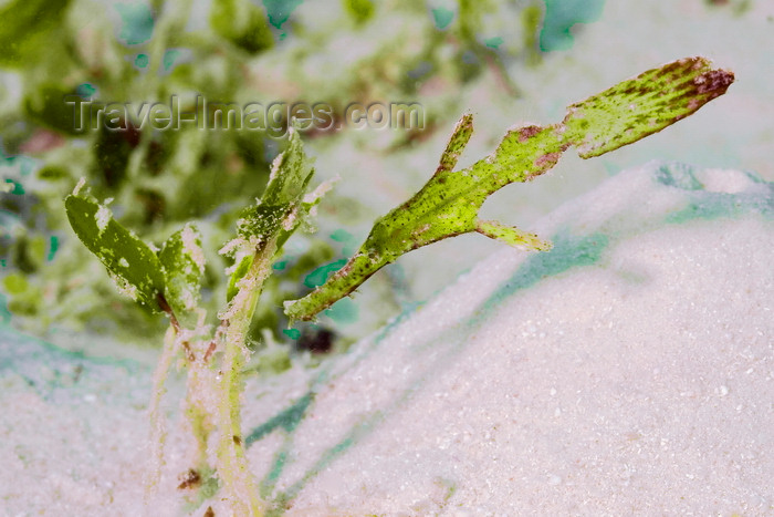 mal-u272: Mabul Island, Sabah, Borneo, Malaysia: Green Robust Ghostpipefish against white sand - Solenostomus cyanopterus - photo by S.Egeberg - (c) Travel-Images.com - Stock Photography agency - Image Bank