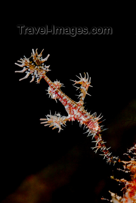 mal-u273: Mabul Island, Sabah, Borneo, Malaysia: Harlequin Ghostpipefish - Solenostomus paradoxus - photo by S.Egeberg - (c) Travel-Images.com - Stock Photography agency - Image Bank