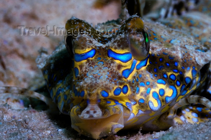 mal-u274: Mabul Island, Sabah, Borneo, Malaysia: head of Fingered Dragonet - Dactylopus dactylopus - photo by S.Egeberg - (c) Travel-Images.com - Stock Photography agency - Image Bank