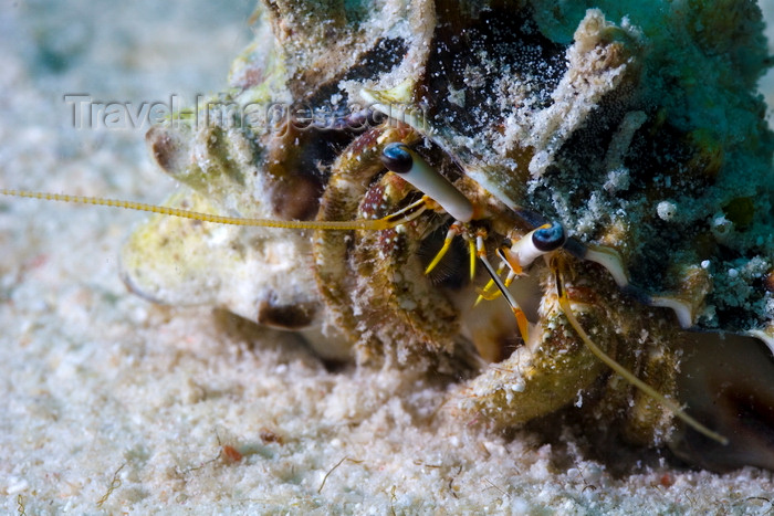 mal-u275: Mabul Island, Sabah, Borneo, Malaysia: Hermit Crab on the sand - photo by S.Egeberg - (c) Travel-Images.com - Stock Photography agency - Image Bank