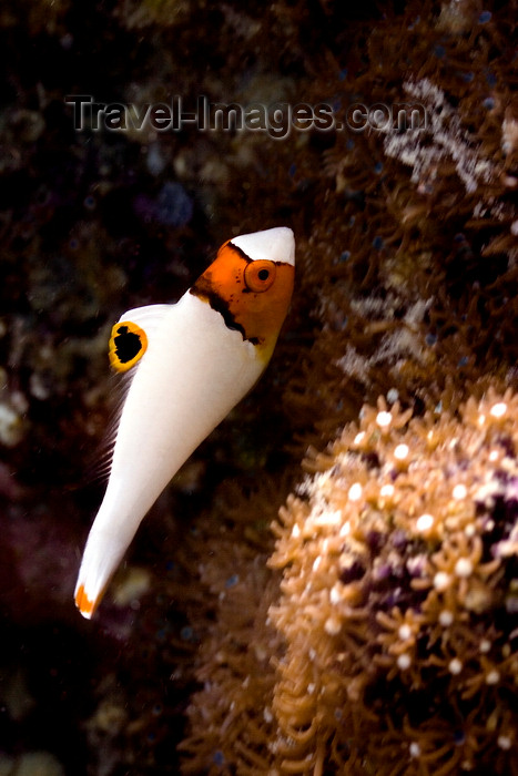 mal-u276: Mabul Island, Sabah, Borneo, Malaysia: juvenile Bicolor Parrotfish - Cetoscarus bicolor - photo by S.Egeberg - (c) Travel-Images.com - Stock Photography agency - Image Bank