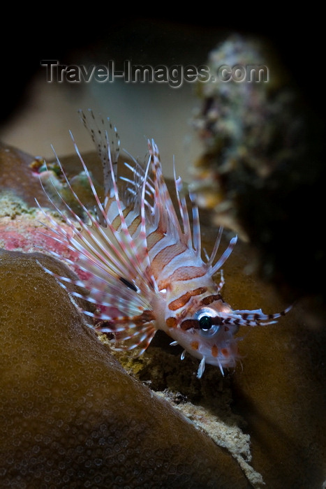 mal-u277: Mabul Island, Sabah, Borneo, Malaysia: juvenile Common Lionfish - Pterois Volitans - photo by S.Egeberg - (c) Travel-Images.com - Stock Photography agency - Image Bank