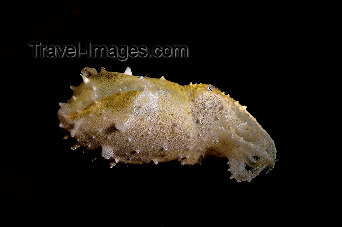 mal-u278: Mabul Island, Sabah, Borneo, Malaysia: juvenile Cuttlefish in the dark - photo by S.Egeberg - (c) Travel-Images.com - Stock Photography agency - Image Bank