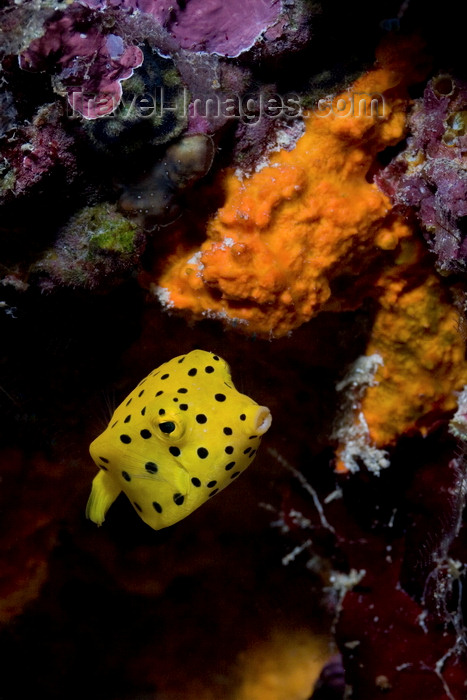 mal-u279: Mabul Island, Sabah, Borneo, Malaysia: juvenile Yellow Boxfish - Ostracion Cubicus - photo by S.Egeberg - (c) Travel-Images.com - Stock Photography agency - Image Bank