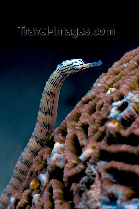 mal-u282: Mabul Island, Sabah, Borneo, Malaysia: Network Pipefish on a coral - Corythoichthys flavofasciatus - photo by S.Egeberg - (c) Travel-Images.com - Stock Photography agency - Image Bank