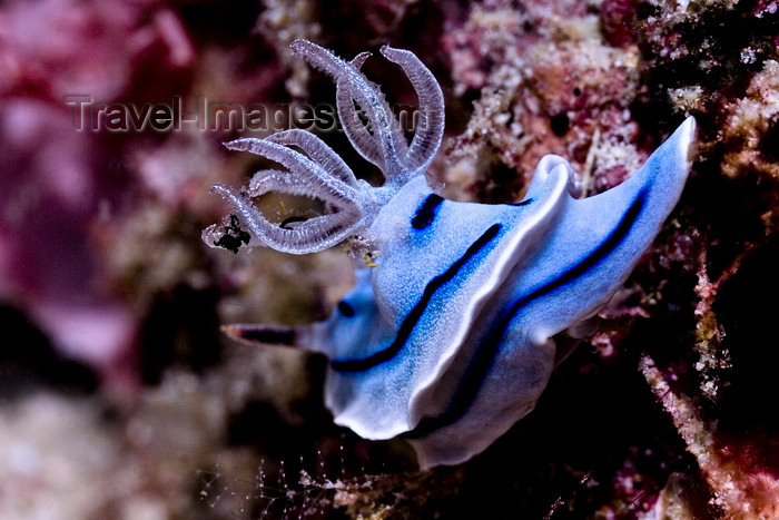 mal-u283: Mabul Island, Sabah, Borneo, Malaysia: Nudibranch Chromodoris sp on coral - photo by S.Egeberg - (c) Travel-Images.com - Stock Photography agency - Image Bank