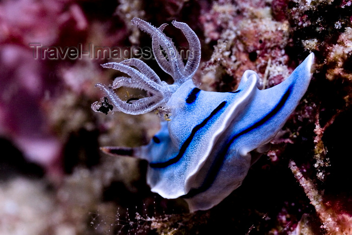 mal-u283: Mabul Island, Sabah, Borneo, Malaysia: Nudibranch Chromodoris sp on coral - photo by S.Egeberg - (c) Travel-Images.com - Stock Photography agency - Image Bank