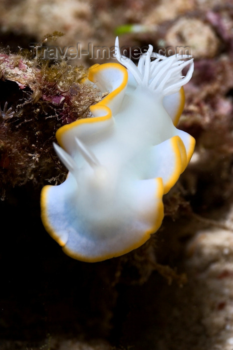 mal-u284: Mabul Island, Sabah, Borneo, Malaysia: Nudibranch Chromodoris sp on rock - photo by S.Egeberg - (c) Travel-Images.com - Stock Photography agency - Image Bank