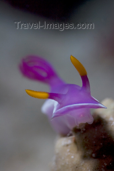 mal-u285: Mabul Island, Sabah, Borneo, Malaysia: Nudibranch Chromodoris sp on the move - front view - photo by S.Egeberg - (c) Travel-Images.com - Stock Photography agency - Image Bank