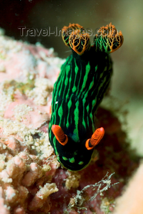 mal-u286: Mabul Island, Sabah, Borneo, Malaysia: Nudibranch Nembrotha sp. on rock - photo by S.Egeberg - (c) Travel-Images.com - Stock Photography agency - Image Bank