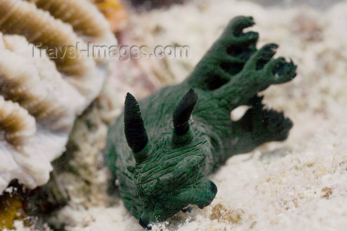 mal-u287: Mabul Island, Sabah, Borneo, Malaysia: Nudibranch Nembrotha sp. on the reef sand - photo by S.Egeberg - (c) Travel-Images.com - Stock Photography agency - Image Bank