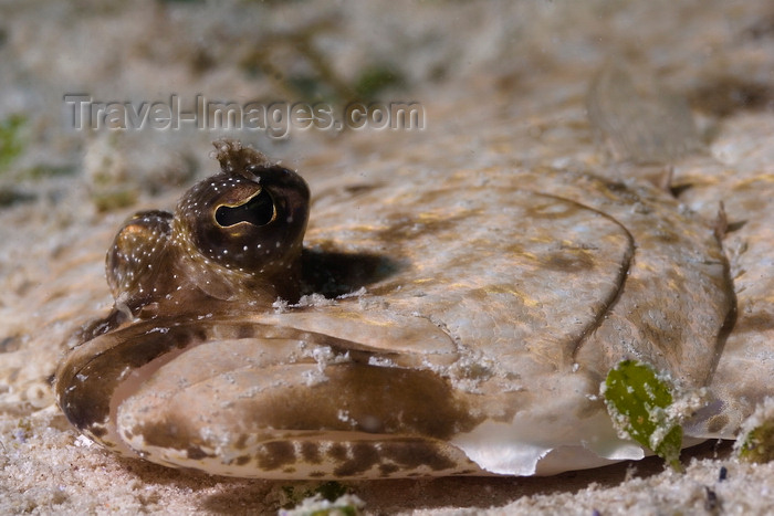 mal-u288: Mabul Island, Sabah, Borneo, Malaysia: Ocellated Flounder - Pseudorhombus dupliciocellatus - photo by S.Egeberg - (c) Travel-Images.com - Stock Photography agency - Image Bank